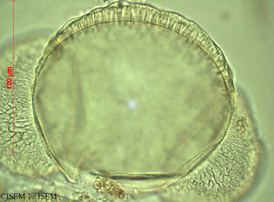 Abies cilicica - lame n° 60447